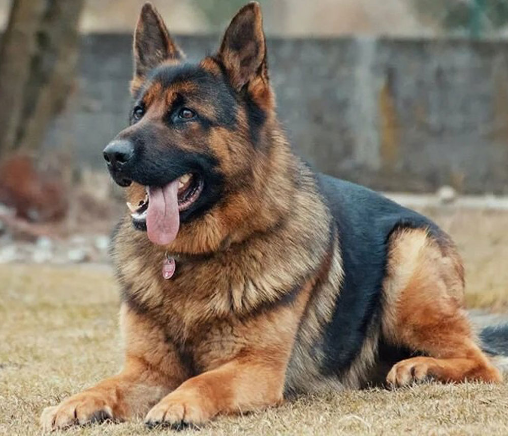 Caring for Our Retired Service Dogs